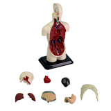 Human Anatomy Model - 32pcs 12.7cm