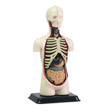 Human Anatomy Model - 32pcs 12.7cm