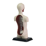 Human Anatomy Model - 32pcs 12.7cm