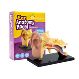 Anatomy Model Ear