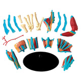 Anatomy Model - Hand - 23pcs