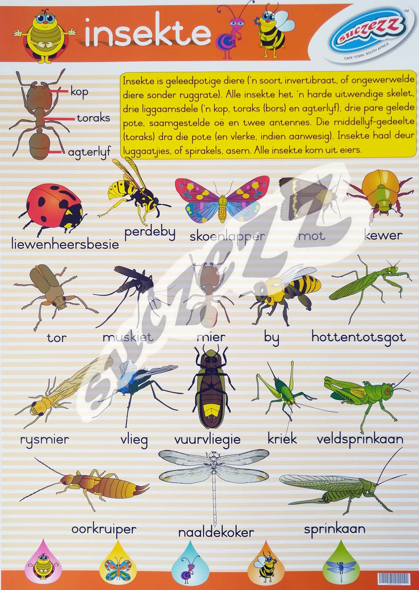 Chart Insekte Afrikaans Edu options