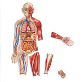 Learning Resources - Double Sided Magnetic Human Body Demonstration Set