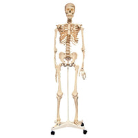 Anatomical Skeleton with stand 160cm