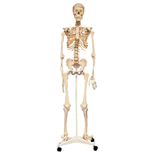 Anatomical Skeleton with stand 160cm