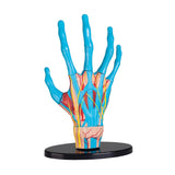 Anatomy Model - Hand - 23pcs