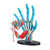 Anatomy Model - Hand - 23pcs