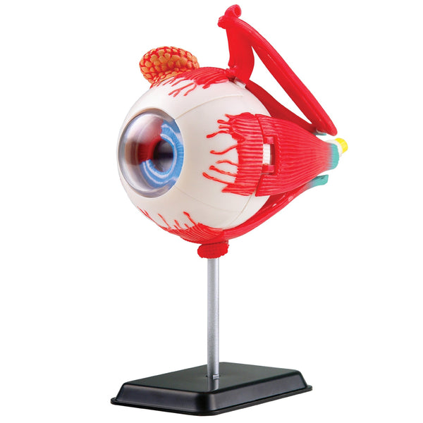 Anatomy Model - Eyeball - 35pcs
