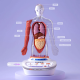 TopBright - My Body Voice Pedia Interactive Talking Anatomy Model for Kids