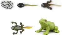 Life cycle of a Frog