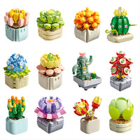 Succulent Pot Plants - Set Of 12 - 1051 Pieces