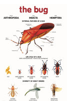 Chart - The Bug
