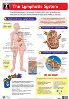 The Lymphatic System