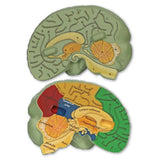 Cross - Section Brain Model