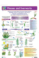 Chart - Mosses and Liverworts