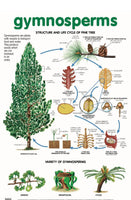 Chart - Gymnosperms