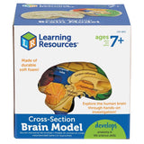 Cross - Section Brain Model