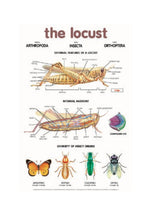 Chart - The Locust
