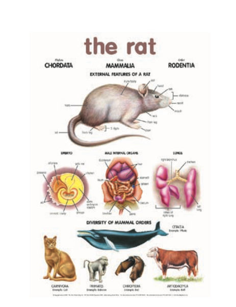 Chart -The Rat
