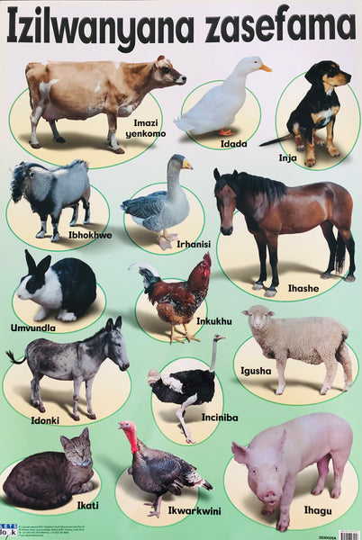 Izilwanyana zasefama / farm animals