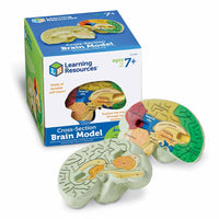 Cross - Section Brain Model