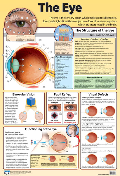 Chart - The Structure of the Eye