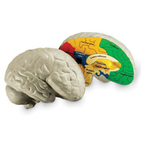 Cross - Section Brain Model