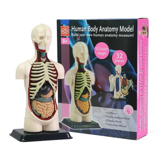 Human Anatomy Model - 32pcs 12.7cm