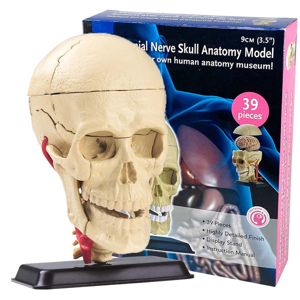 Anatomy Model - Cranial Nerve Skull - 39pcs