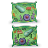 Cross-section Plant Cell