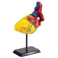 Heart Anatomy with stand
