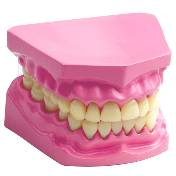 Dental model - teeth
