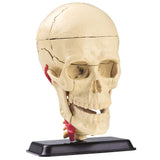Anatomy Model - Cranial Nerve Skull - 39pcs