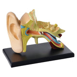 Anatomy Model Ear