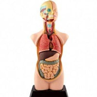 Human Anatomy Model 50cm