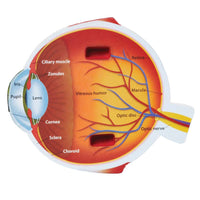 Cross-Section Eye Model