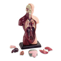 Human Anatomy Model 27cm 8pcs