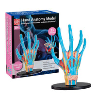 Anatomy Model - Hand - 23pcs