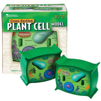 Cross-section Plant Cell