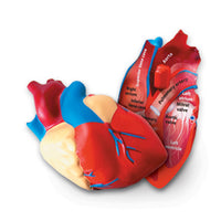 Cross-section- Human Heart