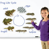 Magnetic frog life cycle