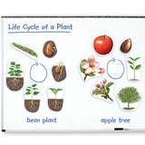 Magnetic plant life cycle