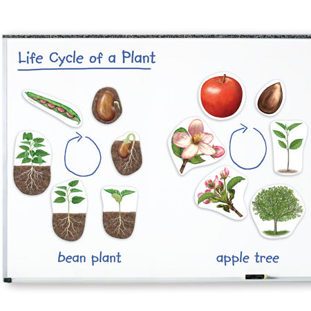 Magnetic plant life cycle