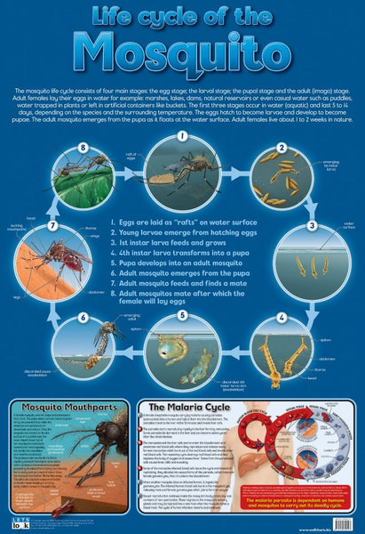 Chart-Mosquito Lifecycle