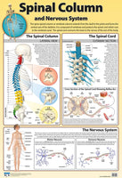 Chart-The Spinal Column