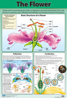 Chart -The Flower
