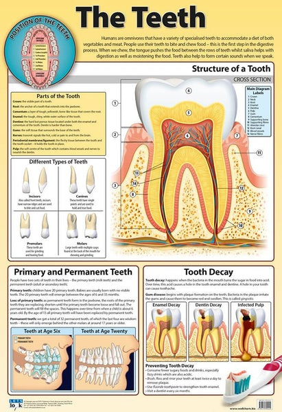 Chart - Teeth